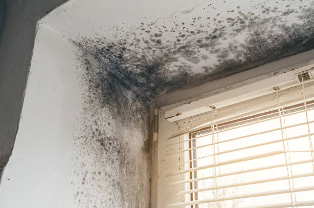 Affordable Crawl Space Mold Removal solutions in Forest Lake, MN